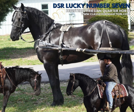 LUCKY, Draft Gelding for sale in Indiana