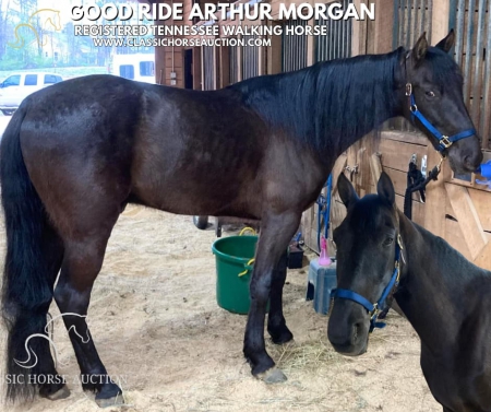 ARTHUR, Tennessee Walking Horses Gelding for sale in North Carolina