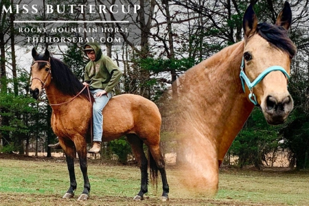 Buckskin Rocky Mountain Mare (Gaited/Trail/Youth), Rocky Mountain Mare for sale in Kentucky