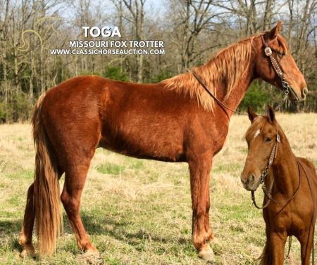 TOGA, Missouri Fox Trotting Horse Gelding for sale in Missouri