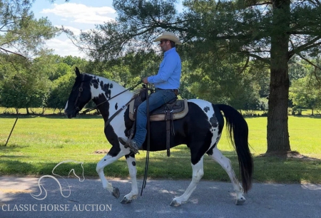 CJ, Spotted Saddle Gelding for sale in Arizona