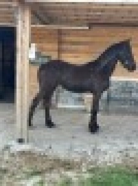 Aether of PorteFino, Friesian Filly for sale in Texas