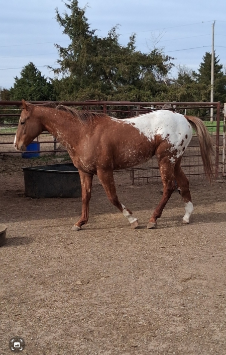 unnamed, Appaloosa Stallion for sale in Oklahoma
