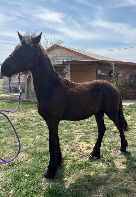 Arie of PorteFino, Friesian Colt for sale in Texas