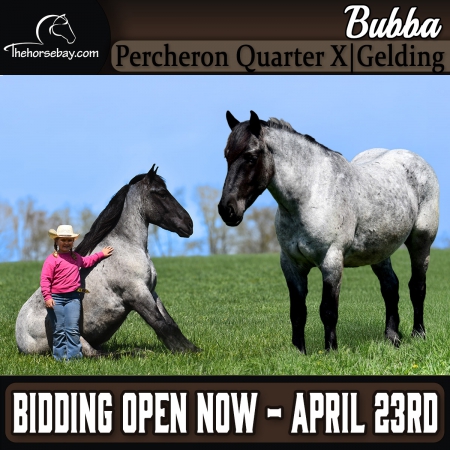 Blue Roan Percheron Quarter X Gelding (Driving/Ranch/Youth), Percheron Gelding for sale in Kentucky
