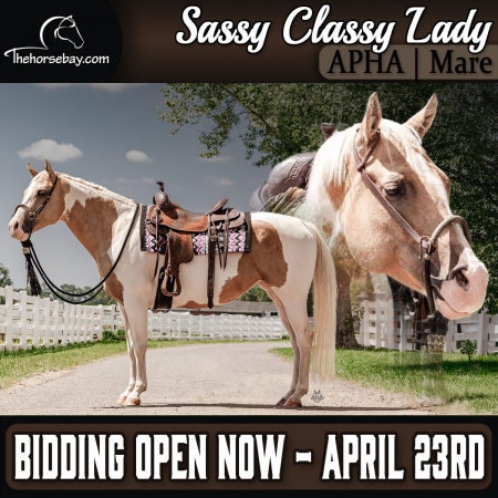 Palomino Paint APHA Mare (Driving/Trail/Youth), American Paint Horse Association Mare for sale in Pennsylvania