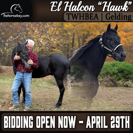 Tennessee Walker Gelding (Gaited/Trail/Trick), Tennessee Walking Horses Gelding for sale in Tennessee