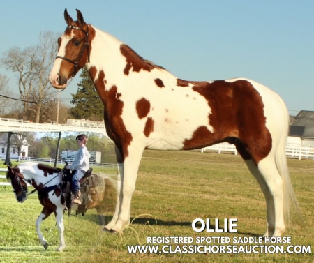 OLLIE, Spotted Saddle Gelding for sale in Tennessee