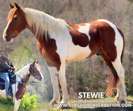 STEWIE, Kentucky Mountain Saddle Horse Gelding for sale in Kentucky