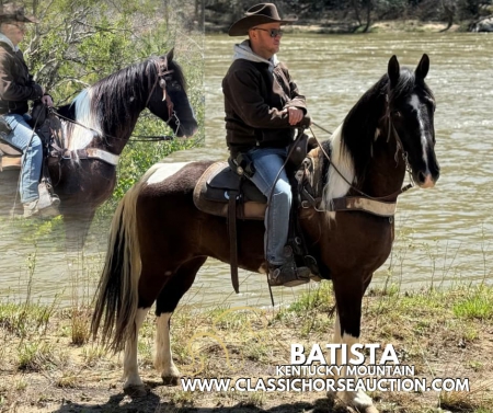BATISTA, Kentucky Mountain Saddle Horse Gelding for sale in Kentucky