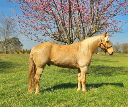 PLAYBOY, Missouri Fox Trotting Horse Gelding for sale in Georgia
