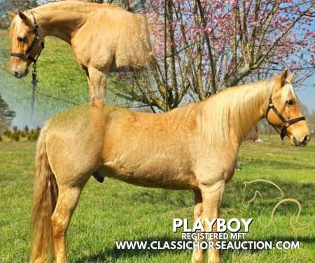 PLAYBOY, Missouri Fox Trotting Horse Gelding for sale in Georgia