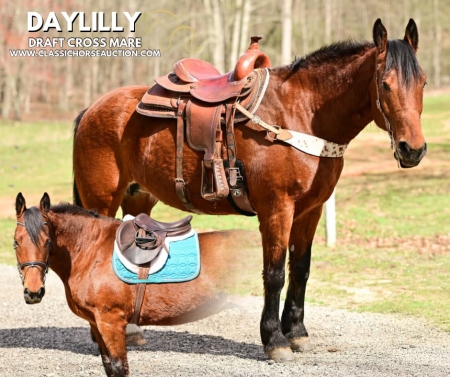 DAYLILLY, Døle Mare for sale in Georgia