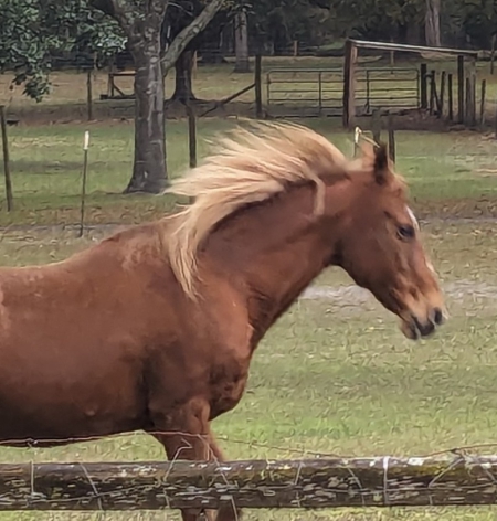Mustang, Jenga, Mustang Mare for sale in Florida