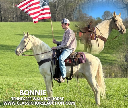BONNIE, Tennessee Walking Horses Mare for sale in Kentucky