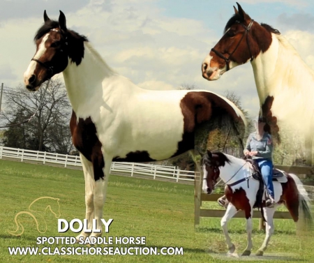 DOLLY, Spotted Saddle Mare for sale in Tennessee