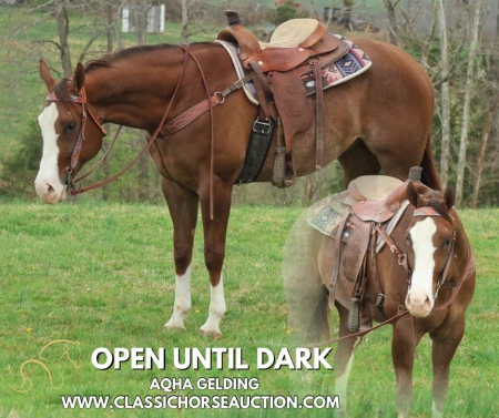 OPEN UNTIL DARK, American Quarter Horse Gelding for sale in Kentucky