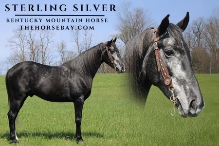 Kentucky Mountain Saddle Gelding (Ranch/Show/Trail), Kentucky Mountain Saddle Horse Gelding for sale in Kentucky