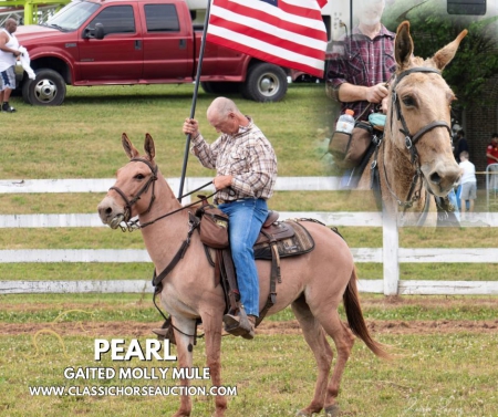 PEARL, Mule Mare for sale in Kentucky