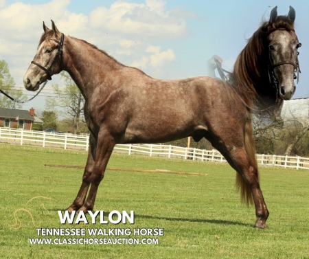 WAYLON, Tennessee Walking Horses Gelding for sale in Tennessee