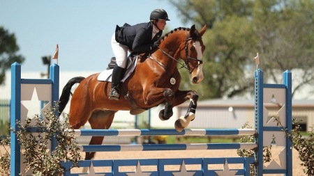 Sucre, Selle Francais Gelding for sale in Virginia