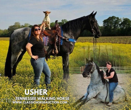 USHER, Tennessee Walking Horses Gelding for sale in Arizona