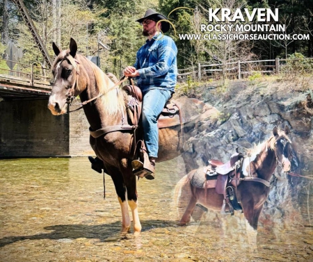 KRAVEN, Rocky Mountain Gelding for sale in North Carolina