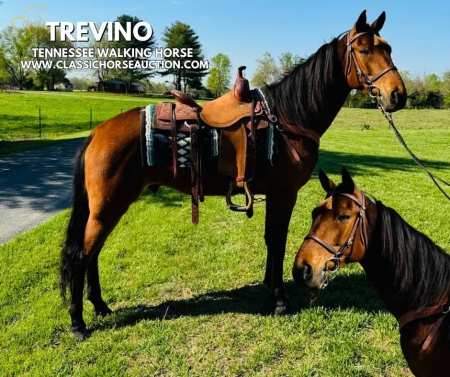 TREVINO, Tennessee Walking Horses Gelding for sale in Kentucky