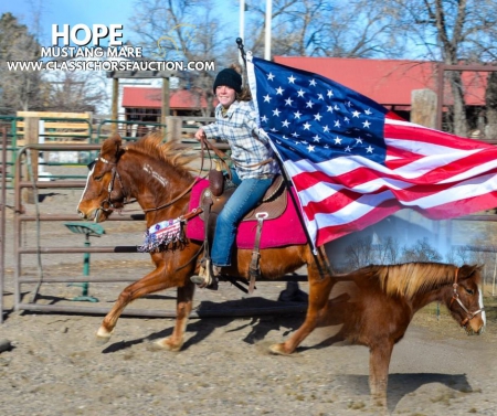 HOPE, Mustang Mare for sale in Colorado