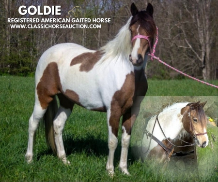 GOLDIE, Tennessee Walking Horses Mare for sale in Kentucky