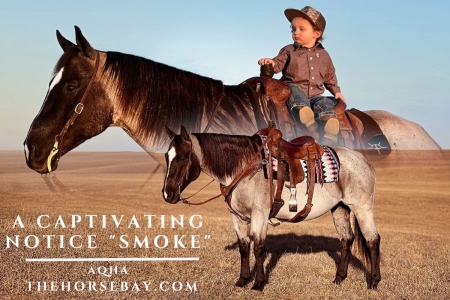 Bay Roan AQHA Mare (Youth/Trail/Ranch), American Quarter Horse Mare for sale in Kentucky