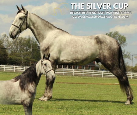 THE SILVER CUP, Tennessee Walking Horses Gelding for sale in Tennessee