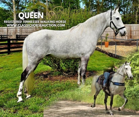 QUEEN, Tennessee Walking Horses Mare for sale in Georgia