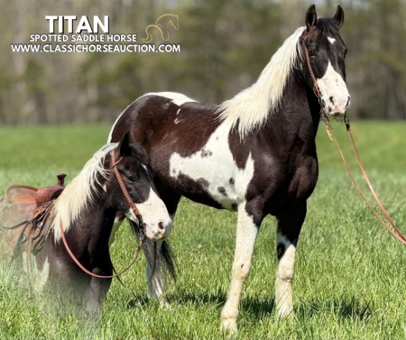 TITAN, Spotted Saddle Gelding for sale in Kentucky