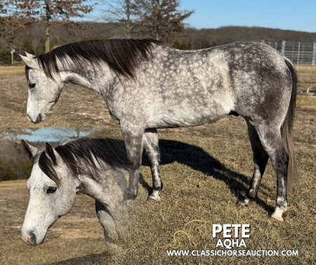 PETE, American Quarter Horse Gelding for sale in Missouri