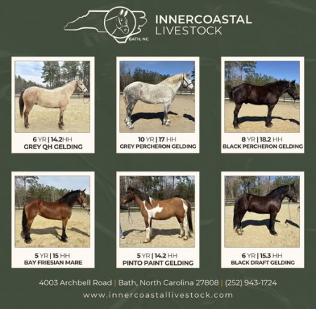 Horses For Sale, Other Gelding for sale in North Carolina