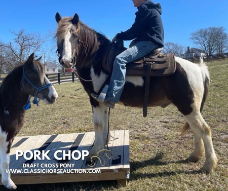PORK CHOP, Draft Gelding for sale in Kentucky