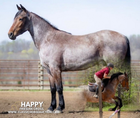 HAPPY, Draft Gelding for sale in Kentucky
