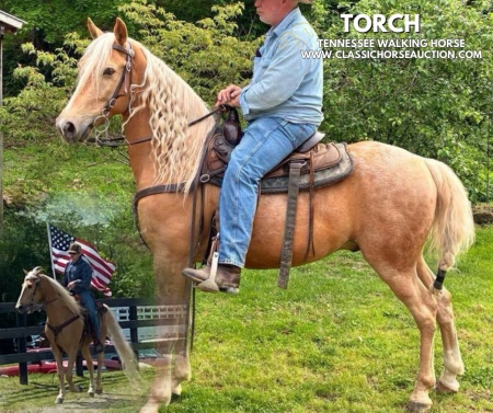 TORCH , Tennessee Walking Horses Gelding for sale in Kentucky