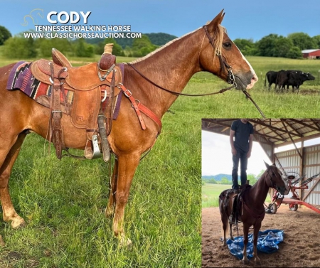 CODY, Tennessee Walking Horses Gelding for sale in Kentucky