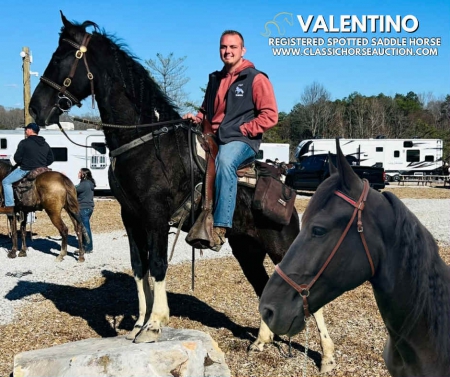 VALENTINO, Spotted Saddle Gelding for sale in Kentucky