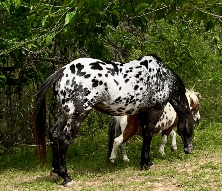 Tobys Last Princess, Appaloosa Mare for sale in Georgia