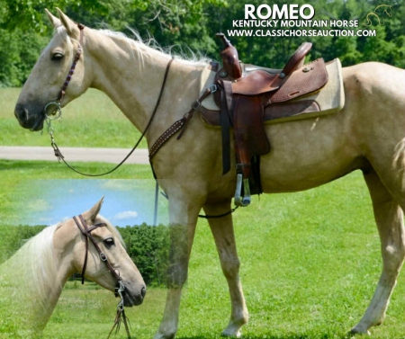 ROMEO, Kentucky Mountain Saddle Horse Gelding for sale in Missouri