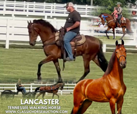 LANCASTER, Tennessee Walking Horses Gelding for sale in Tennessee