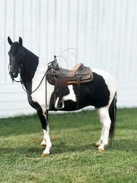 HOMER, Tennessee Walking Horses Gelding for sale in Kentucky