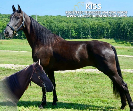 KISS, Tennessee Walking Horses Mare for sale in Missouri