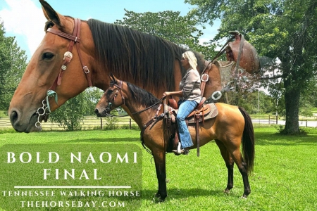 Buckskin Missouri Foxtrotter Mare For Sale (Gaited/Trail)  Watch later  Share, Tennessee Walking Horses Mare for sale in Missouri