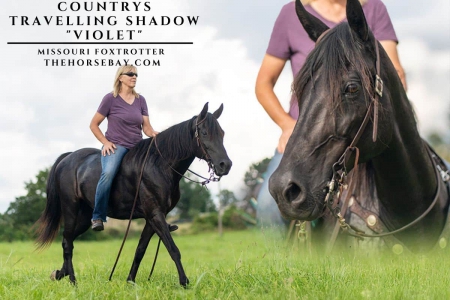Missouri Foxtrotter Mare (MFTHBA) For Sale (Gaited/Trail/Breeding), Missouri Fox Trotting Horse Mare for sale in Missouri