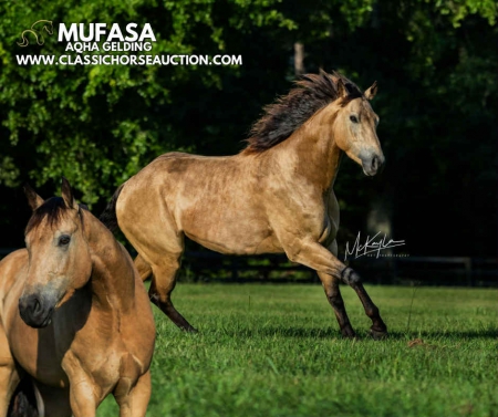 MUFASA, American Quarter Horse Gelding for sale in Mississippi