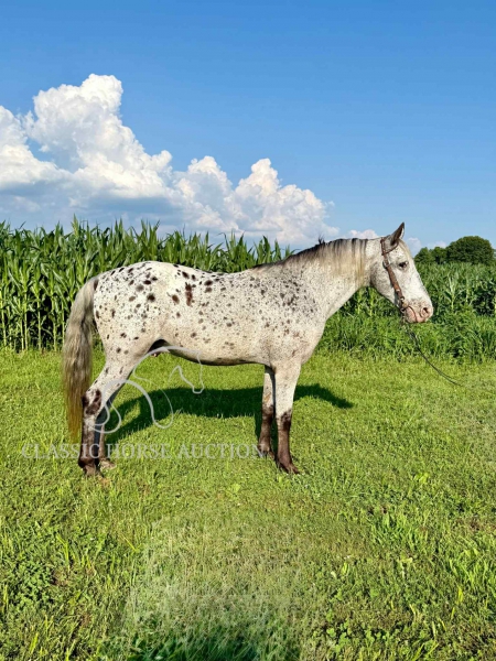 COCHISE, Walkaloosa Gelding for sale in Ohio